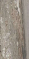 Керамогранит Rex Ceramiche Etoile Tropical glossy 60x120 ret Керамогранит Rex Ceramiche Etoile Tropical glossy 60x120 ret